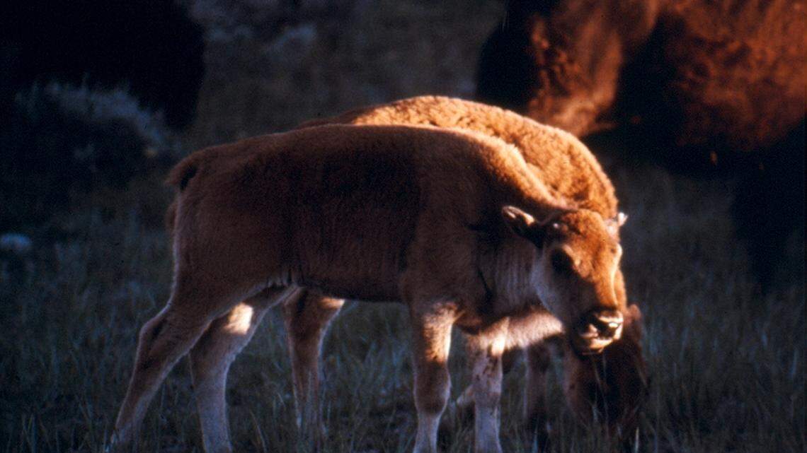 Two people were spotted “approaching and touching a bison calf” (not the one pictured) in Grand Teton National Park