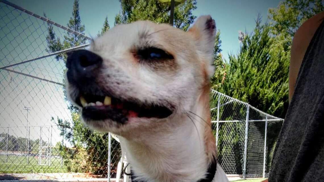 Meridian Pet of the Week: BooBoo
