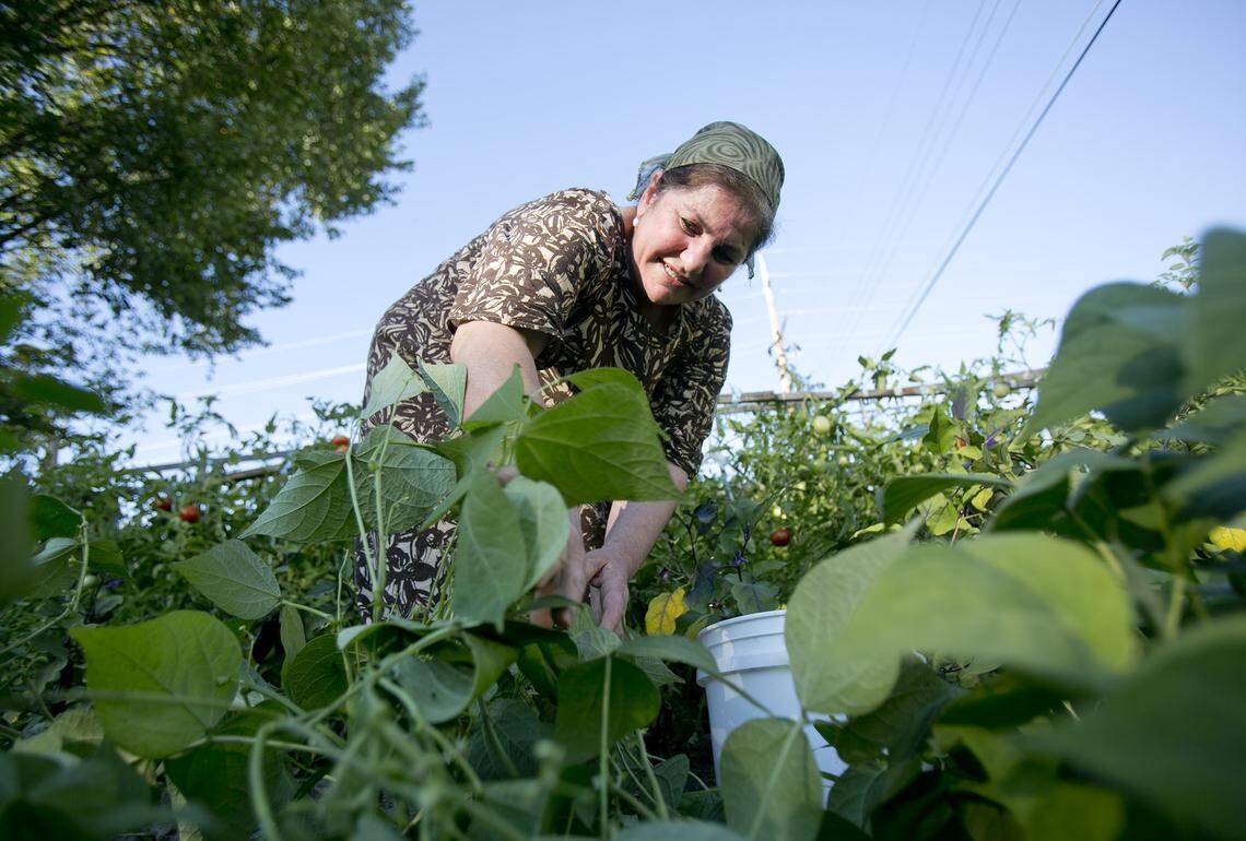 Zamira Abdullayev, who moved to the United States from Russia, picks green beans from her family’s plot in the Jordan Street Community Garden in 2013. The garden, established by the Veterans Park Neighborhood Association in 2009, served 15 families through at least 2015.