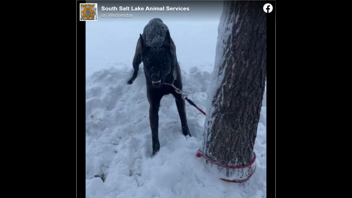 A dog was found tied to a tree in the snow just outside an animal shelter in Utah.