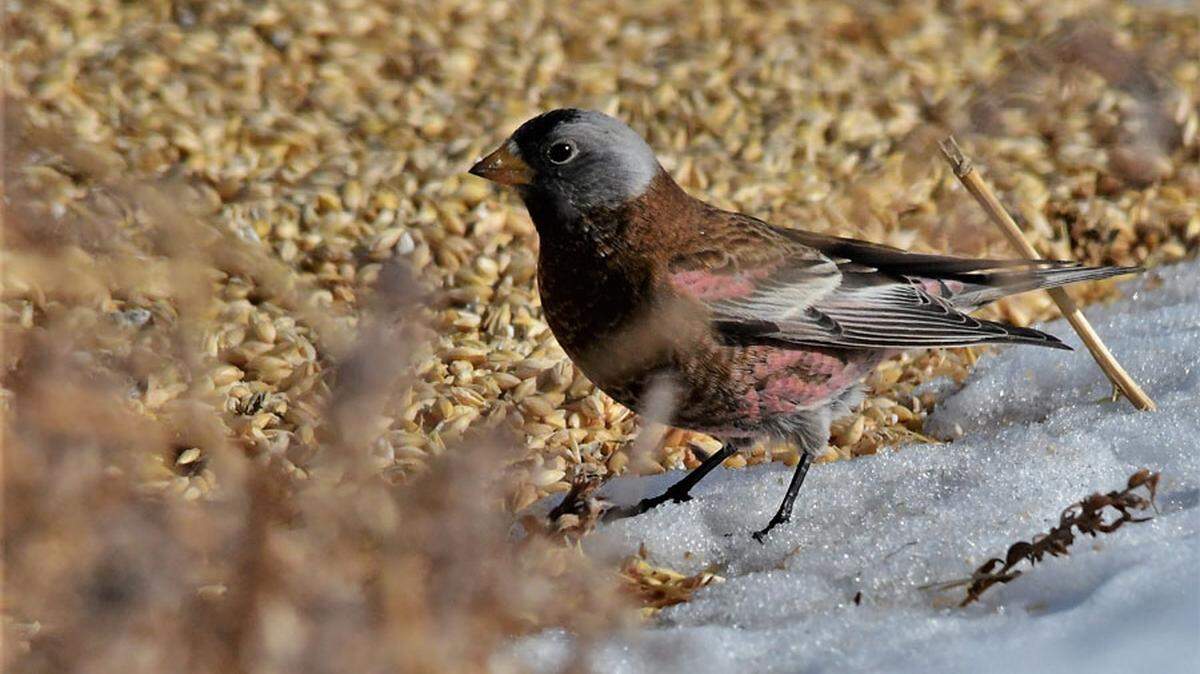A gray-crowned rosy finch stands in the snow during the 2019 Christmas Bird Count in Rexburg, Idaho.