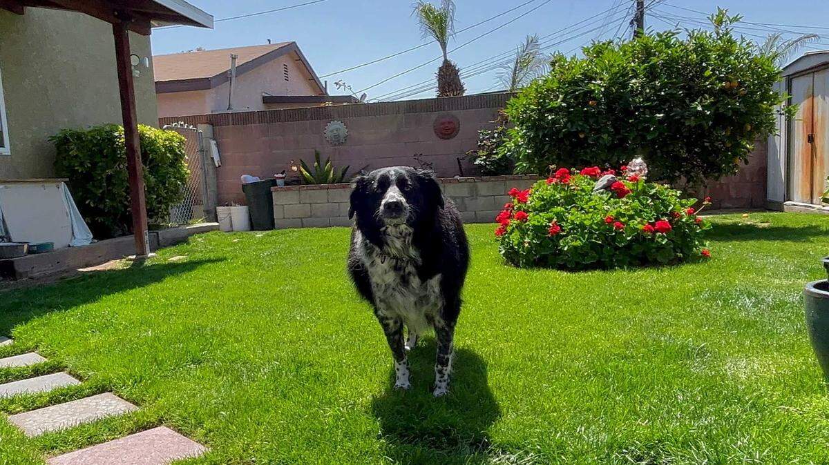 Moly is a 4-year-old border collie, owned by Idaho Statesman reporter Vincent Medina.