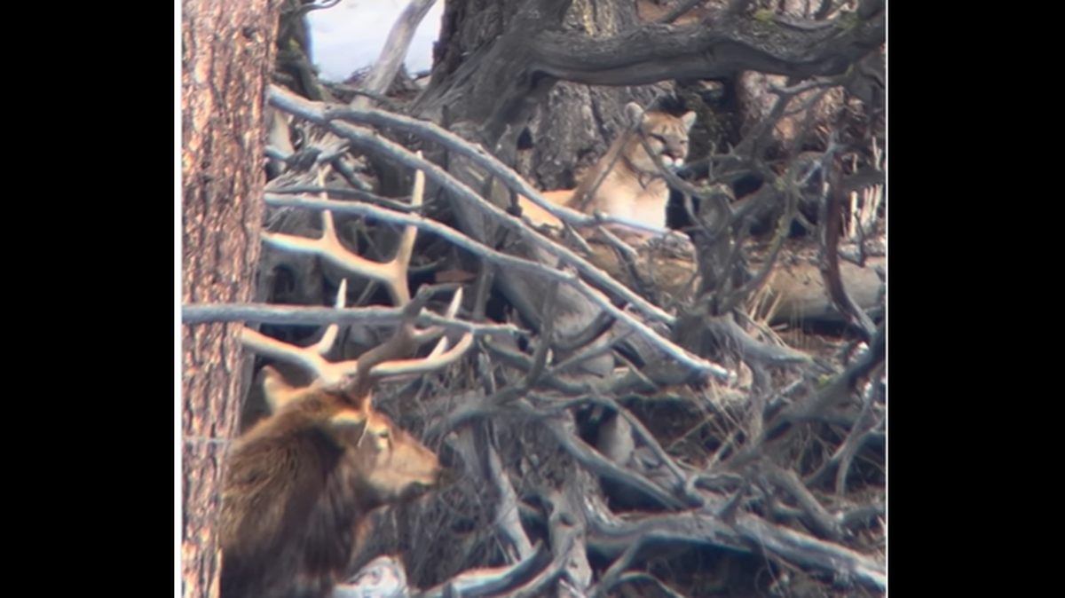 A ​tour guide in Yellowstone National Park stumbled upon a stunning moment between predator and prey and filmed the incredible encounter.