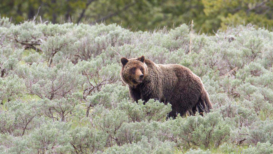 After shooting a grizzly to death, Idaho father and son will get jail time, hunting bans