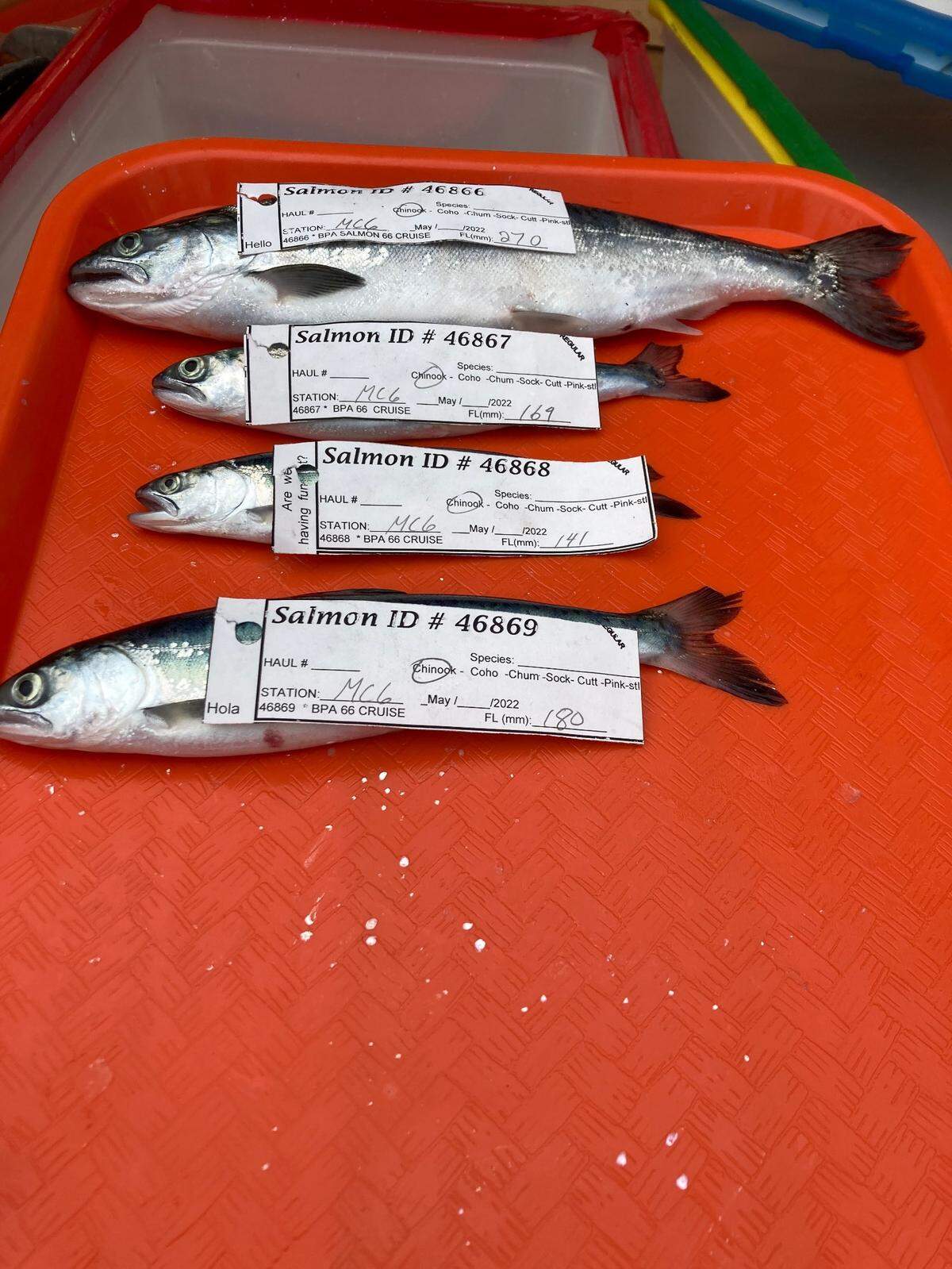 As part of the effort to monitor ocean conditions, fisheries officials catch juvenile salmon to determine their abundance and overall condition.