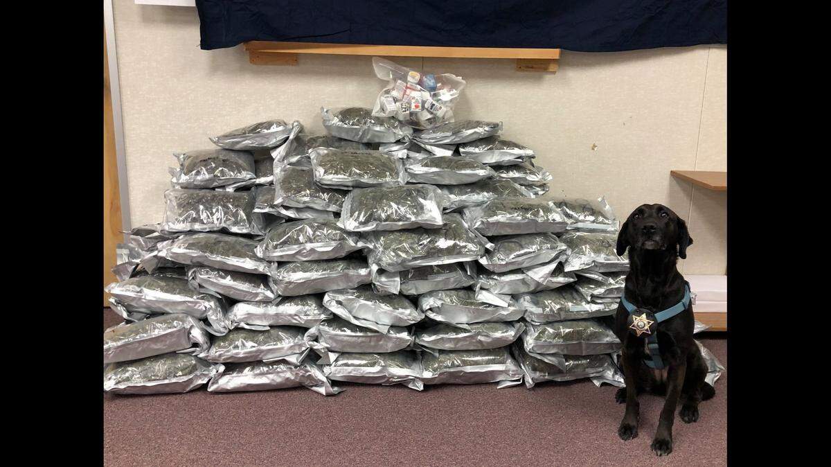 The K9 officer that detected the massive amount of pot in the car sits proudly with his find.
