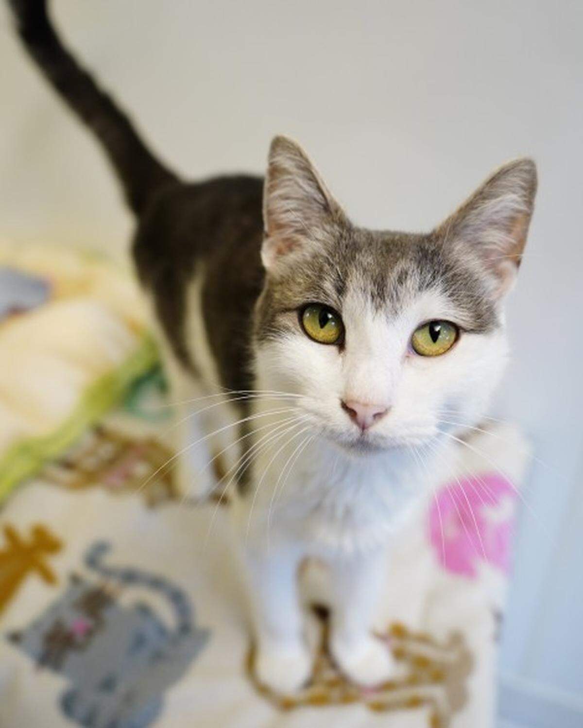 Penelope the cat is available for adoption through Simply Cats.