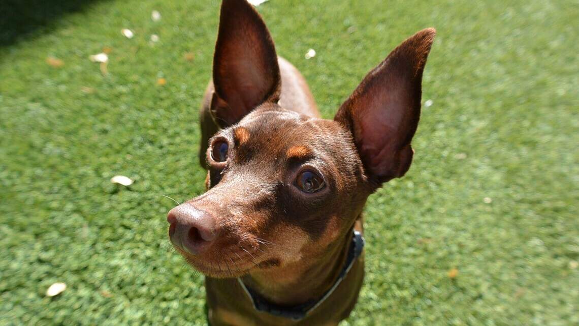 Meridian Pet of the Week: Zoe