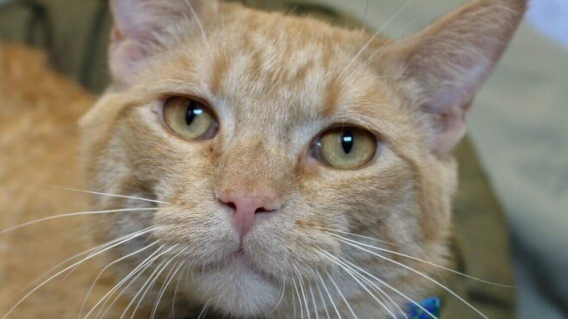 Ada County Pet of the Week: Oliver