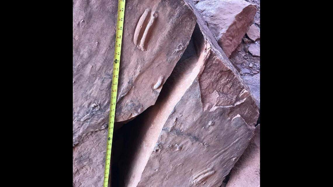 Footprint traces linked to a Triassic era reptile were stolen from Utah’s Capitol Reef National Park, officials say. Tools were used to cut the prints out.&nbsp;