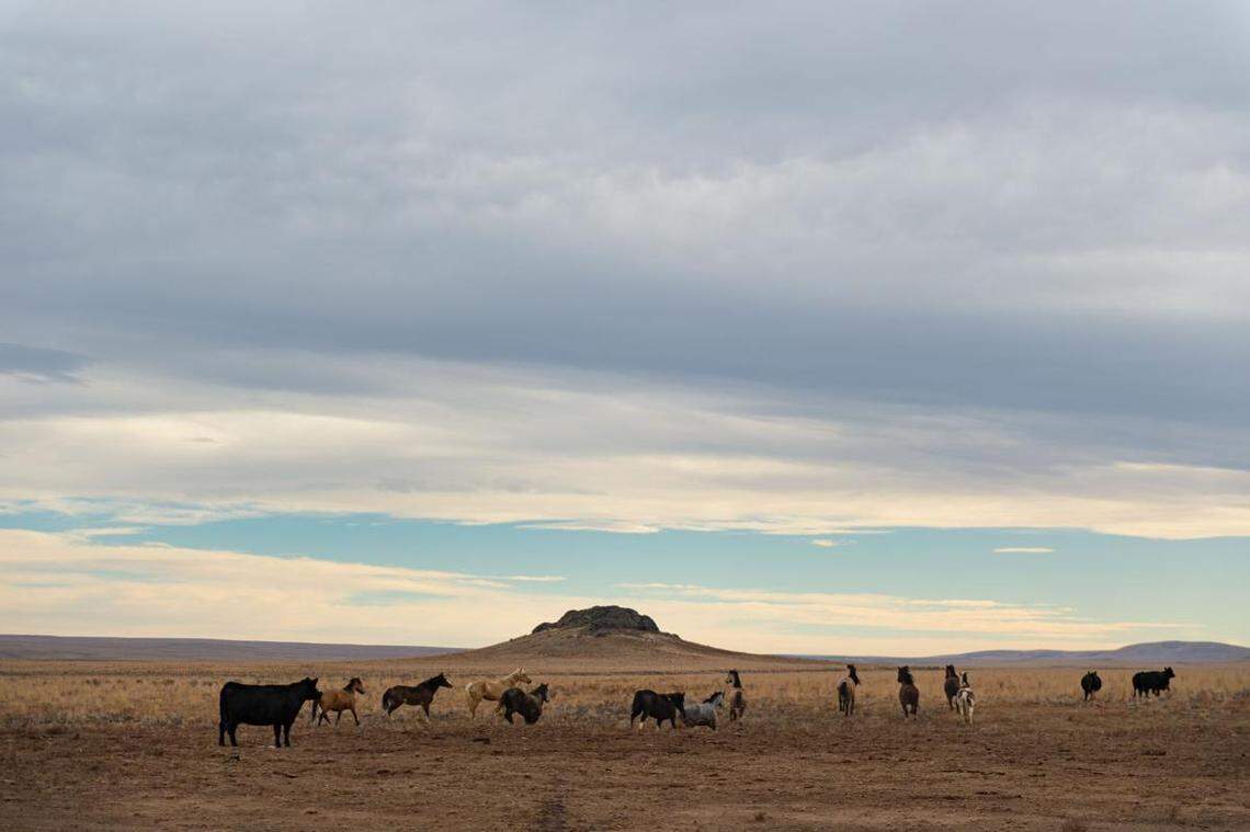 Eleven wild horses of the Saylor Creek herd start running off into the desert Nov. 17, 2020, south of Glenns Ferry.