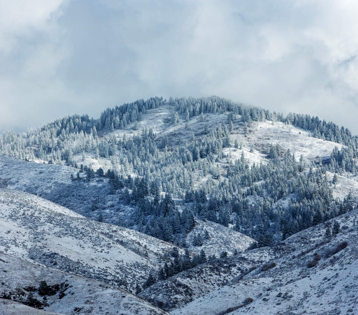 Overnight precipitation in the upper foothills brought fresh snow to the areas around Bogus Basin Road on Nov. 2, 2022.