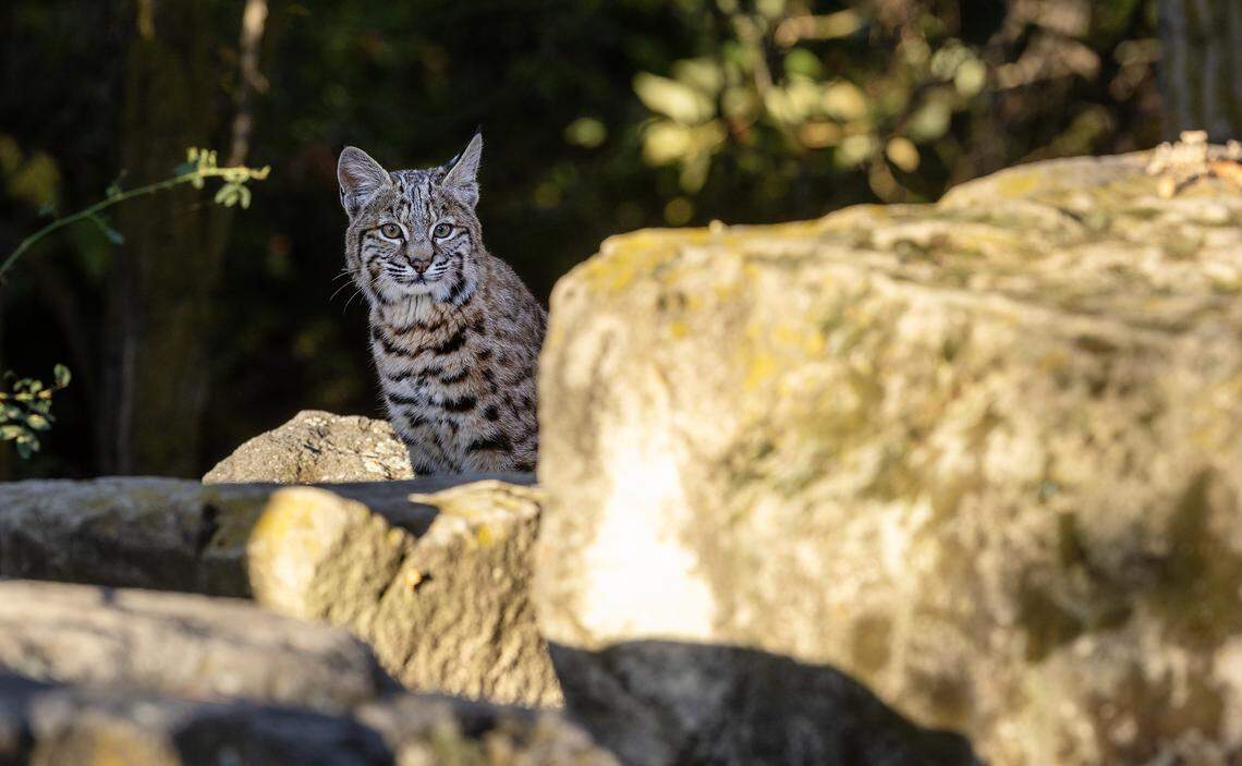A juvenile bobcat sits behind a rock.