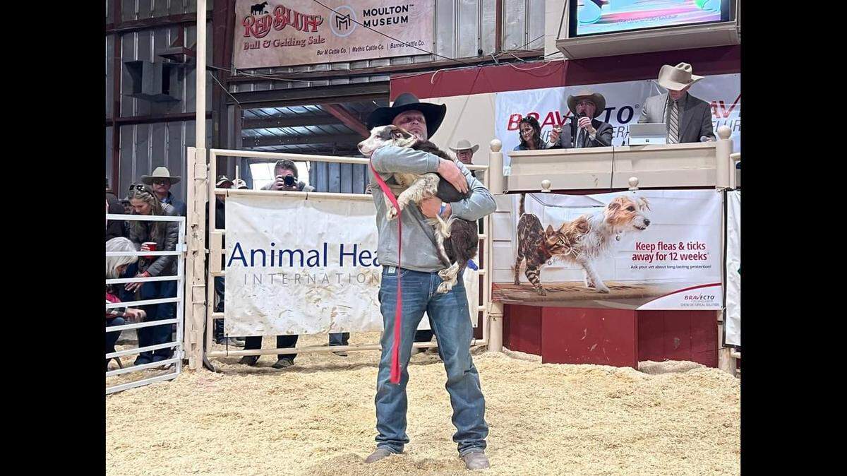 Jeff Clausen, of Melba, holds his border collie Skittles at the Red Bluff Bull and Gelding Sale on Jan. 29. Skittles sold at auction for $45,000 – a record for the sale.