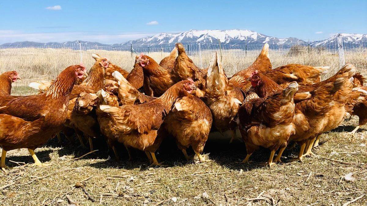 Pasture-raised eggs are just one of many products offered for home delivery from Kristin’s Farm Stand.