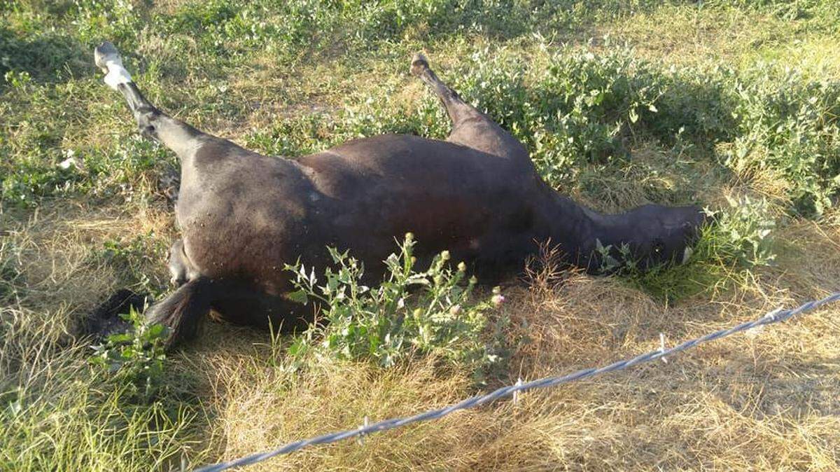 Four horses were found dead in a pasture near Hurd Lane, in Payette County, and the animals’ water troughs were empty. 