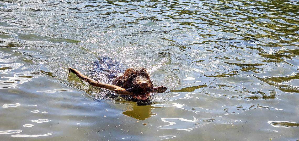 June retrieves a stick tossed into lower Wind Lake.