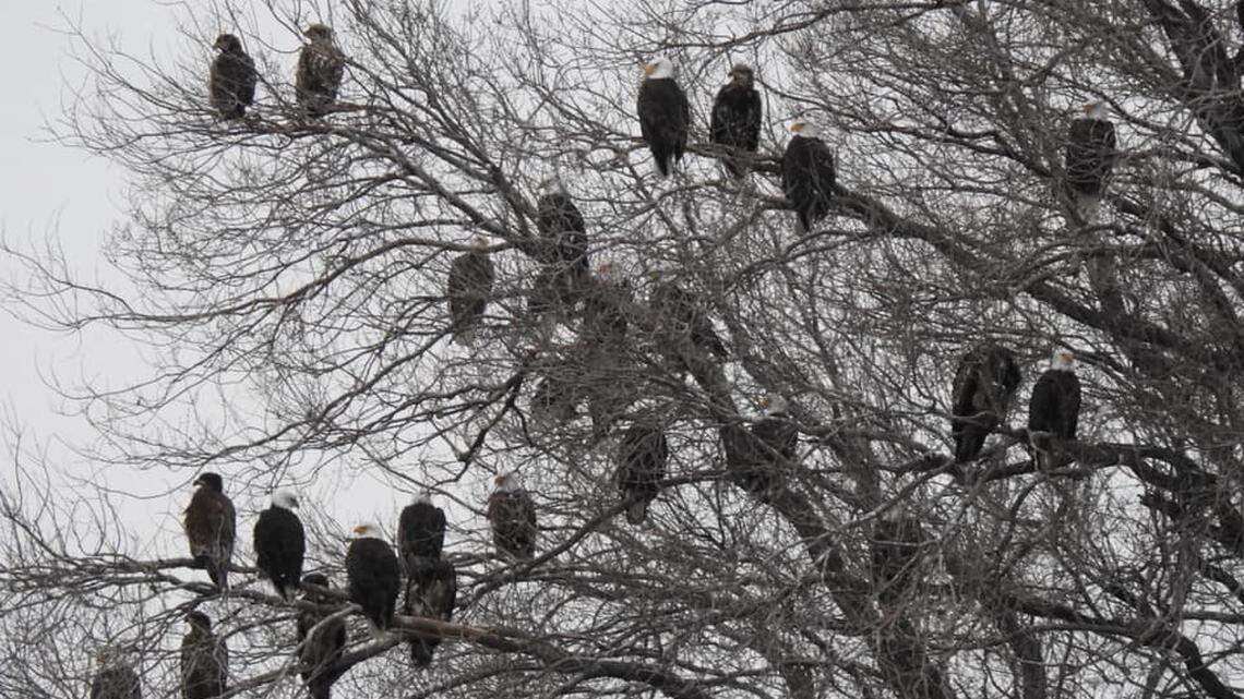Viral Facebook post shows Idaho ‘Eagle Tree,’ home to dozens of birds of prey