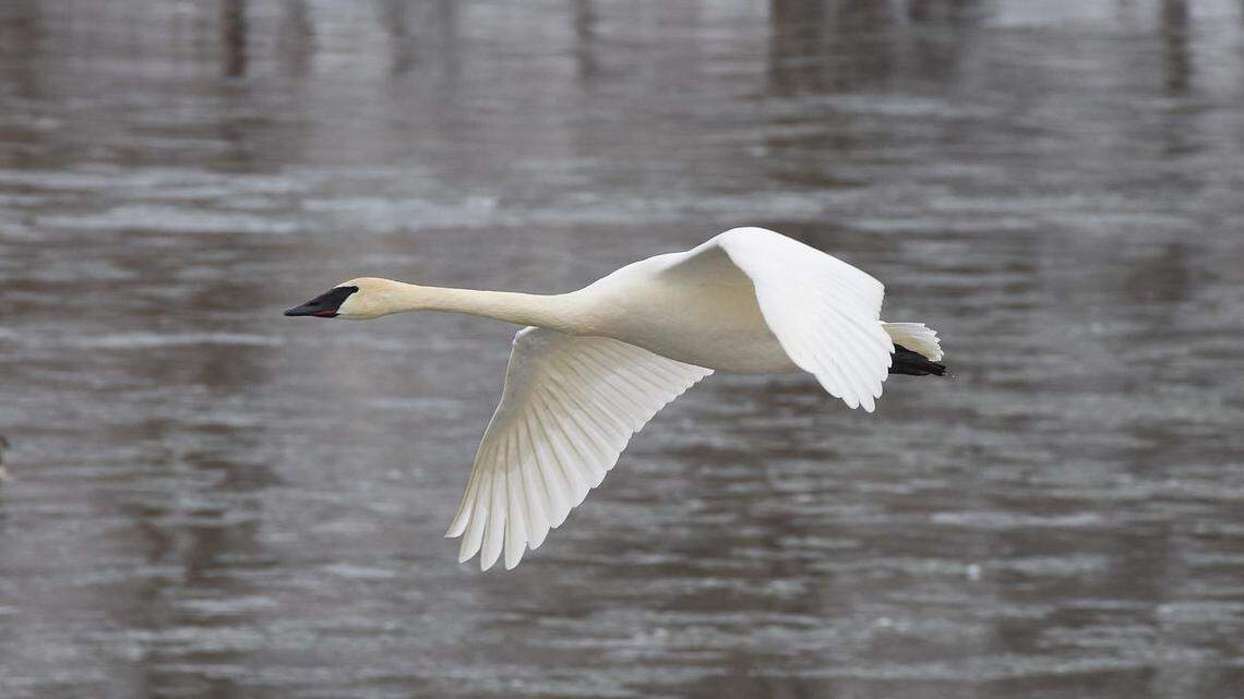 A trumpeter swan (not the one pictured) was shot dead April 1 in Bear River near Bennington, Idaho, officials said.