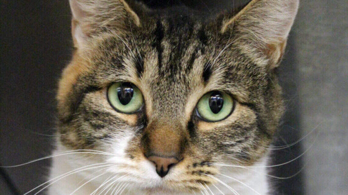 Ada County Pet of the Week: Tamara