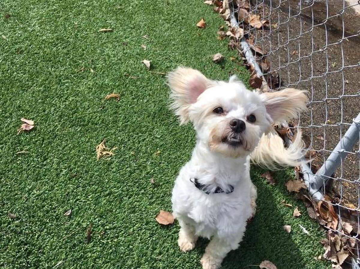 Surrey the dog is available for adoption at the Meridian Canine Rescue.