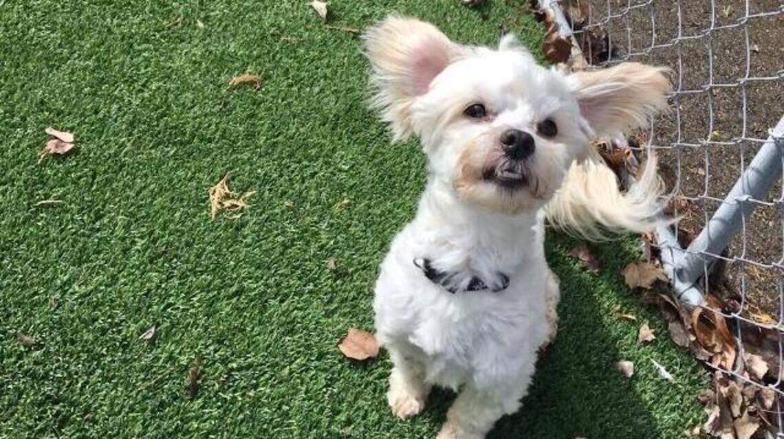 Meet the Treasure Valley’s Pets of the Week (April 1-7)
