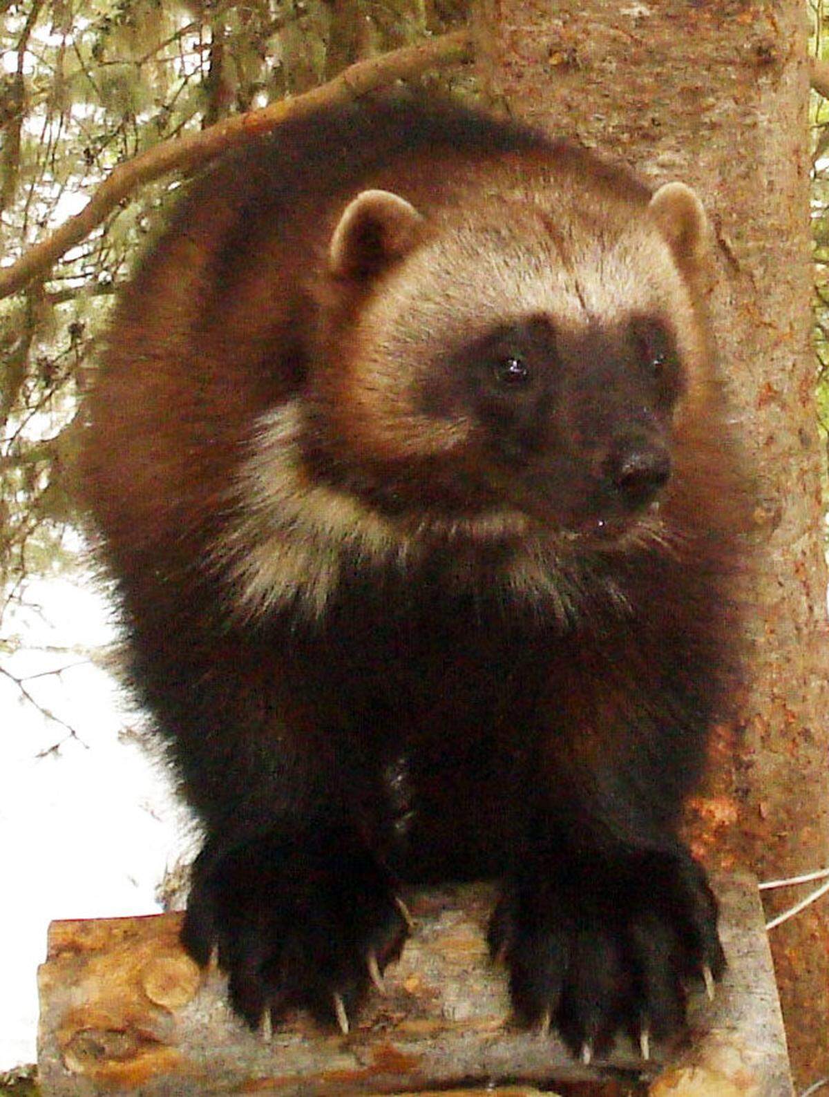 Wolverine Climate Change