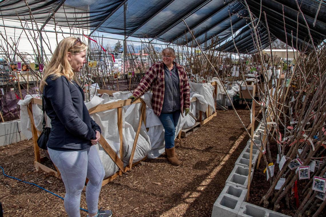 North End Organic Nursery’s Katrina Jones, right, helps customer Maren McCabe find a prune tree at the gardening store’s outdoor yard on Chinden Boulevard in Garden City. The store has limited customers to appointment-only visits to manage appropriate social distancing during the COVID-19 outbreak.