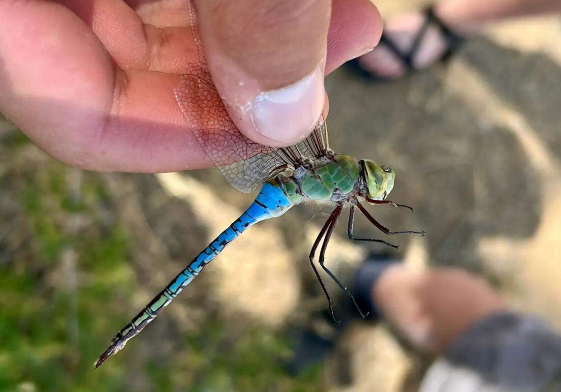 A common green darner dragonfly caught by Ben Gallafent at Barber Pool Conservation Area. This species may be one of the only insects able to traverse the rocky mountains during migration.