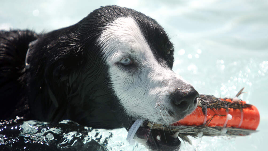 Cool off your pup with a pool party to benefit Nampa dog parks