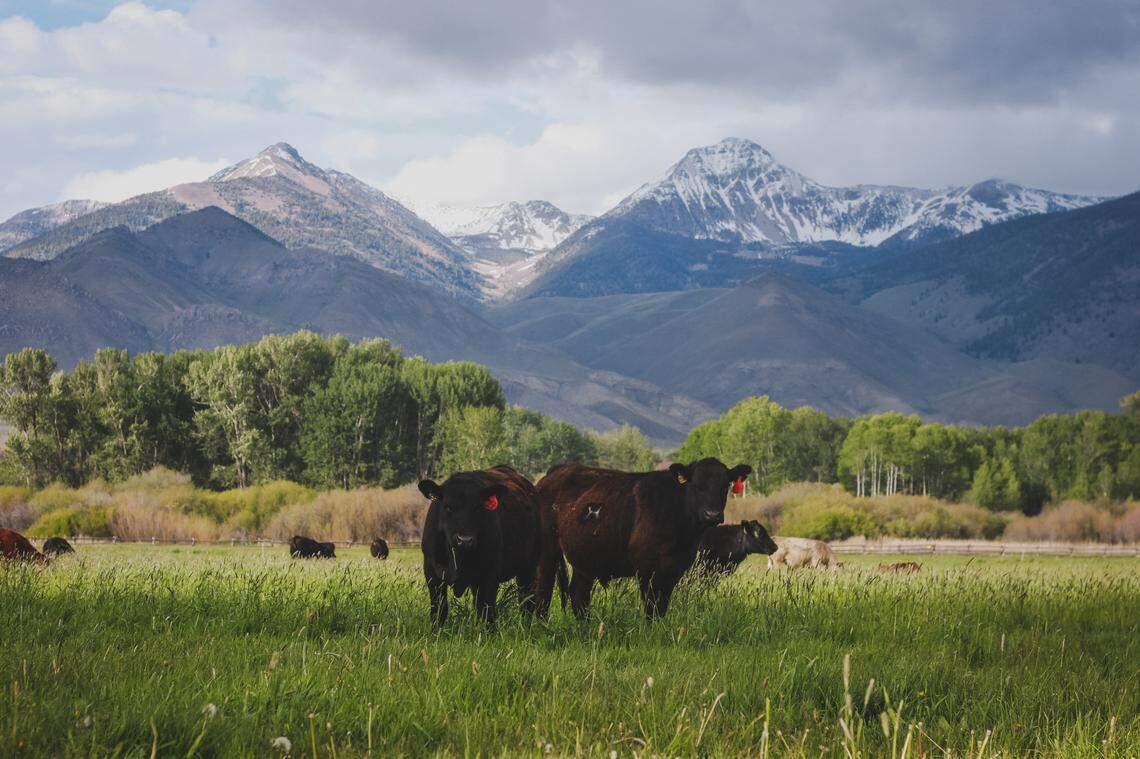 Cattle from the Elzinga family’s Alderspring Ranch graze in Central Idaho.