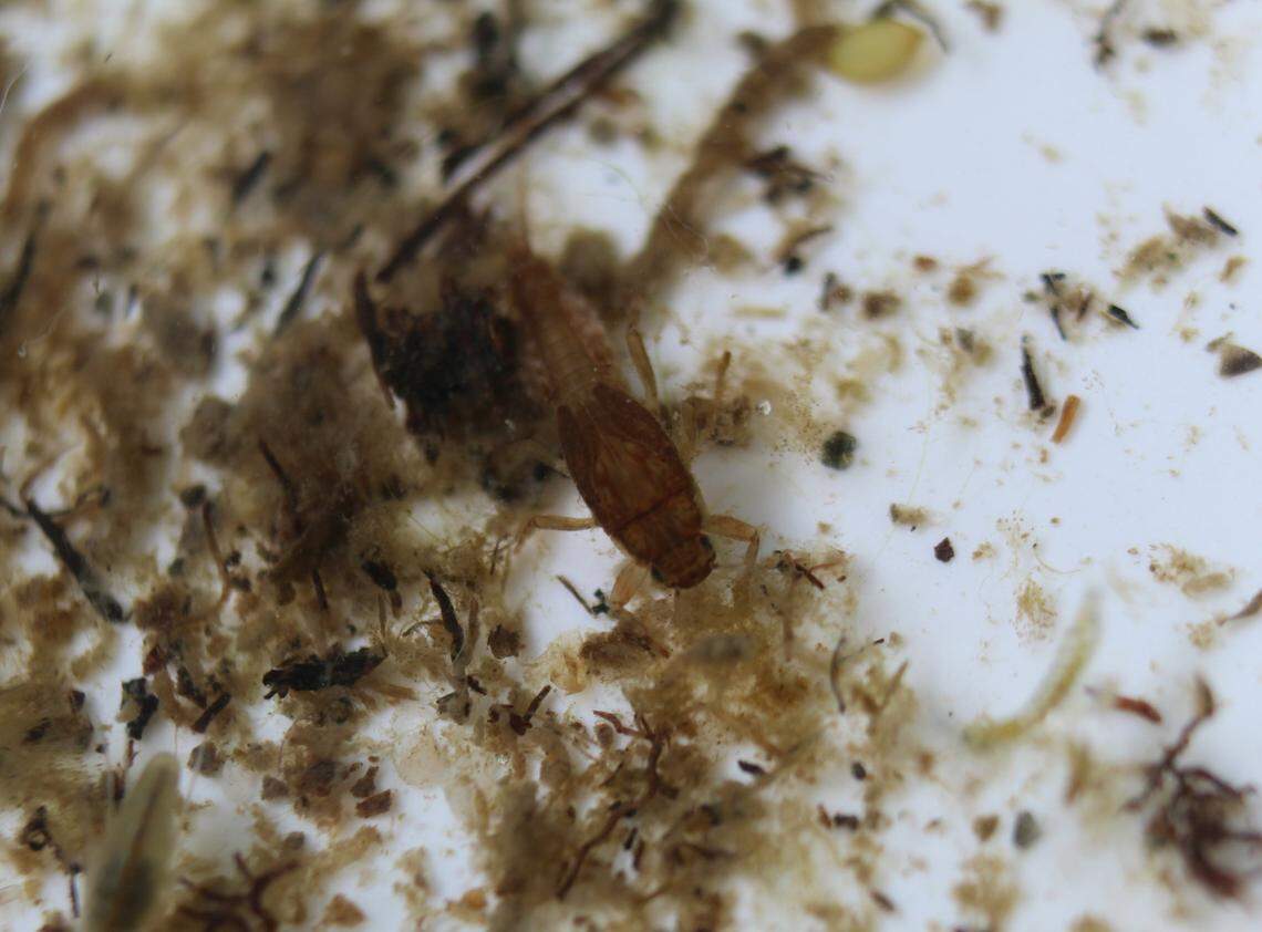 A mayfly, pictured here, is an aquatic insect that dragonflies rely on as a food source.
