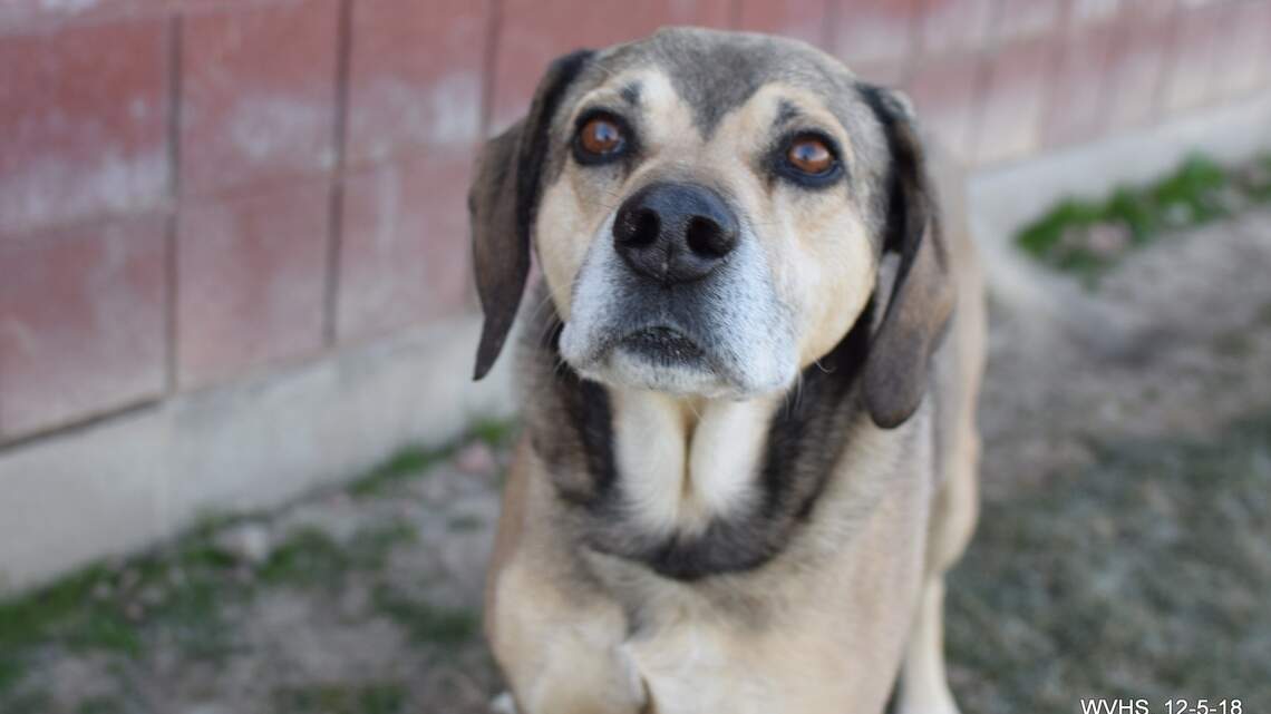 Canyon County Pet of the Week: Scooter