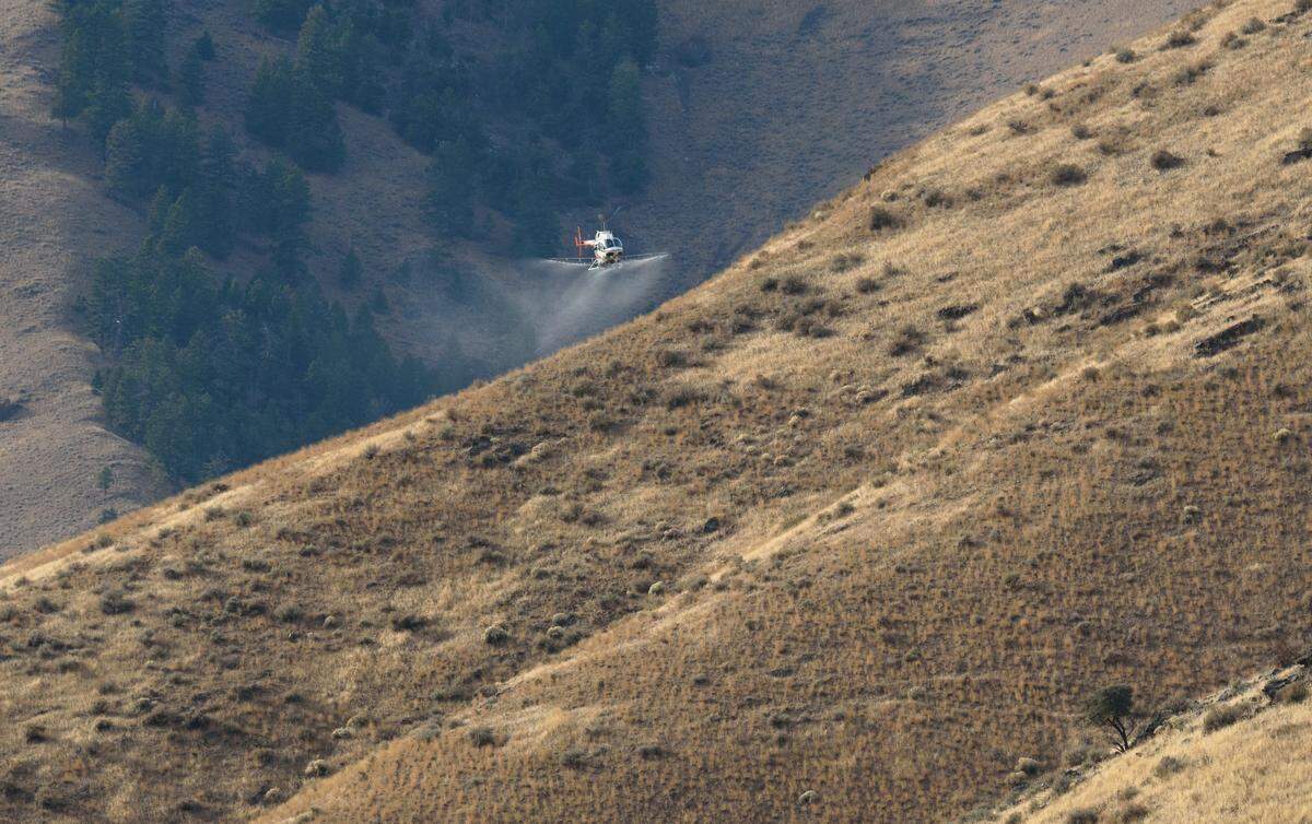 Contract helicopter pilot Andy Orr sprays herbicide in the Wagonhammer area as part of an ongoing weed management project in the Salmon-Challis National Forest on Oct. 28, 2020. The following year, the herbicide also ended up on private property in the Fourth of July Creek area, prompting distrust in the agency and health concerns from veterans who’ve previously been exposed to harmful pollutants.