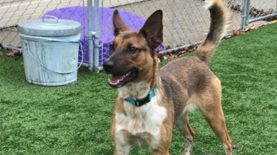 Meridian Pet of the Week: Max