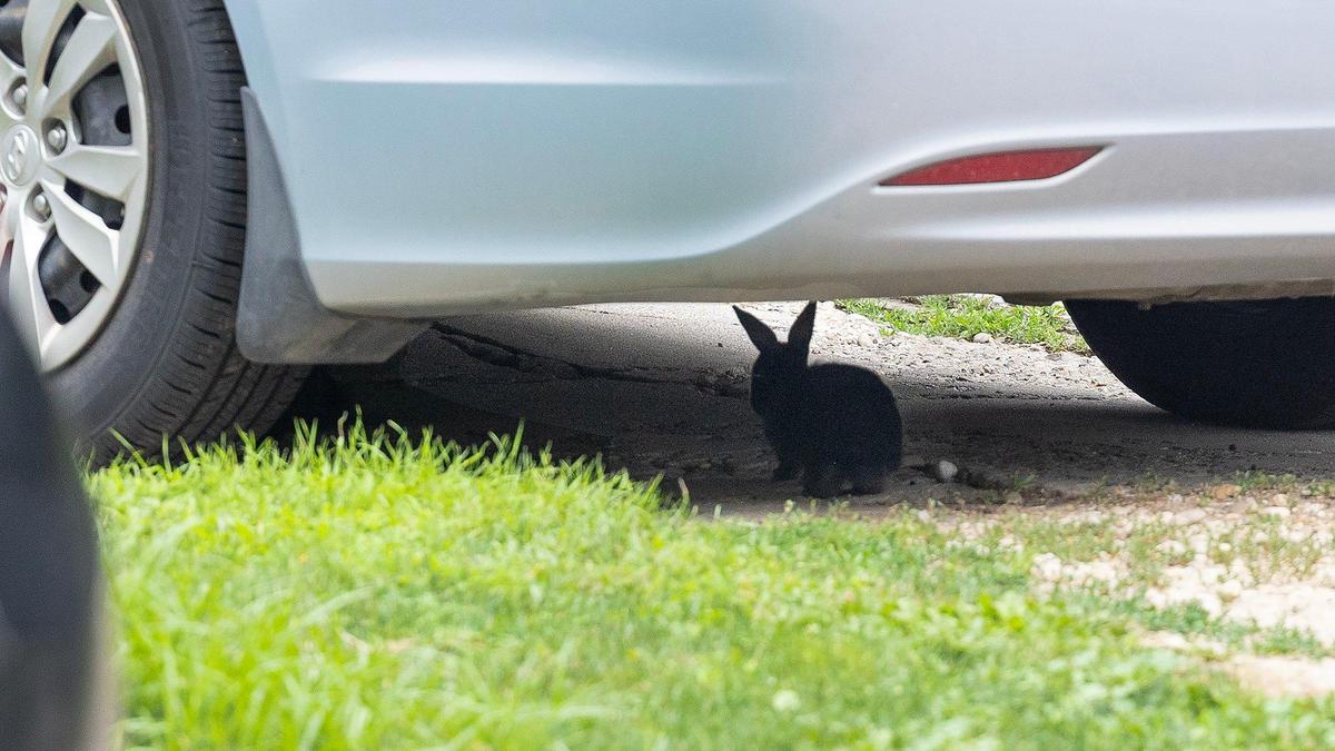A rabbit sits beneath a vehicle in the Boise Bench neighborhood.
