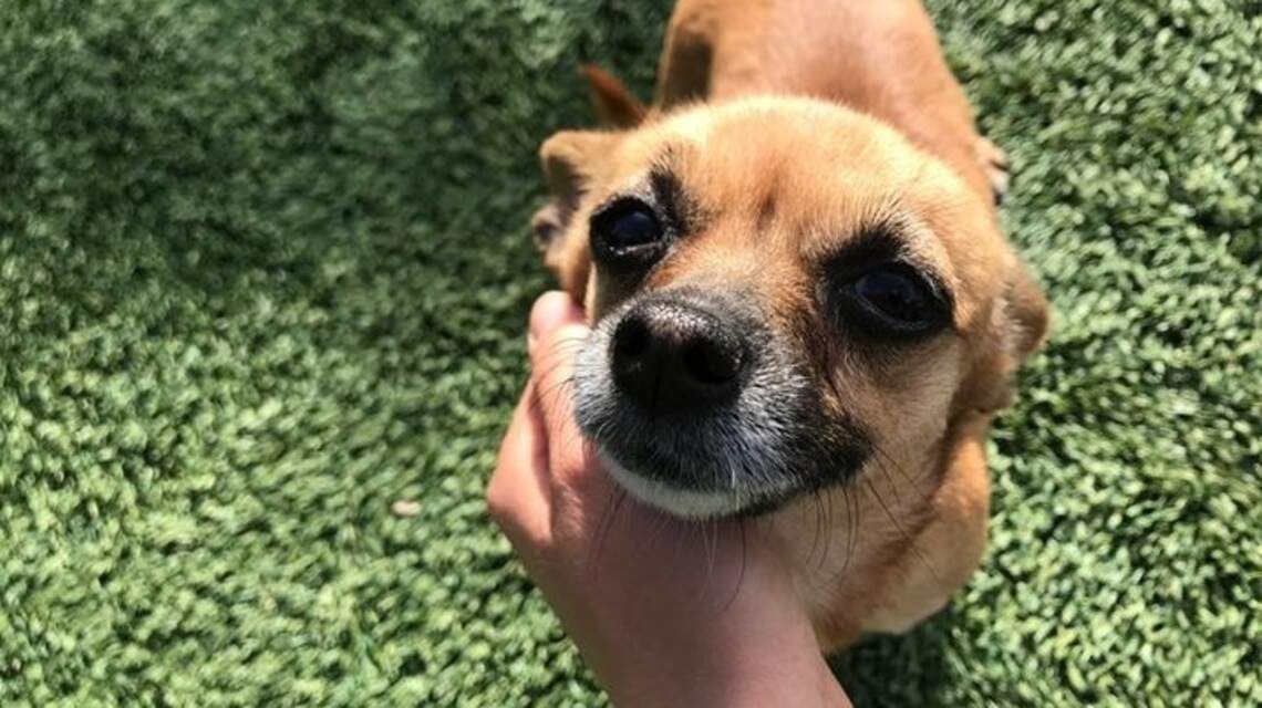 Meridian Pet of the Week: Marcy