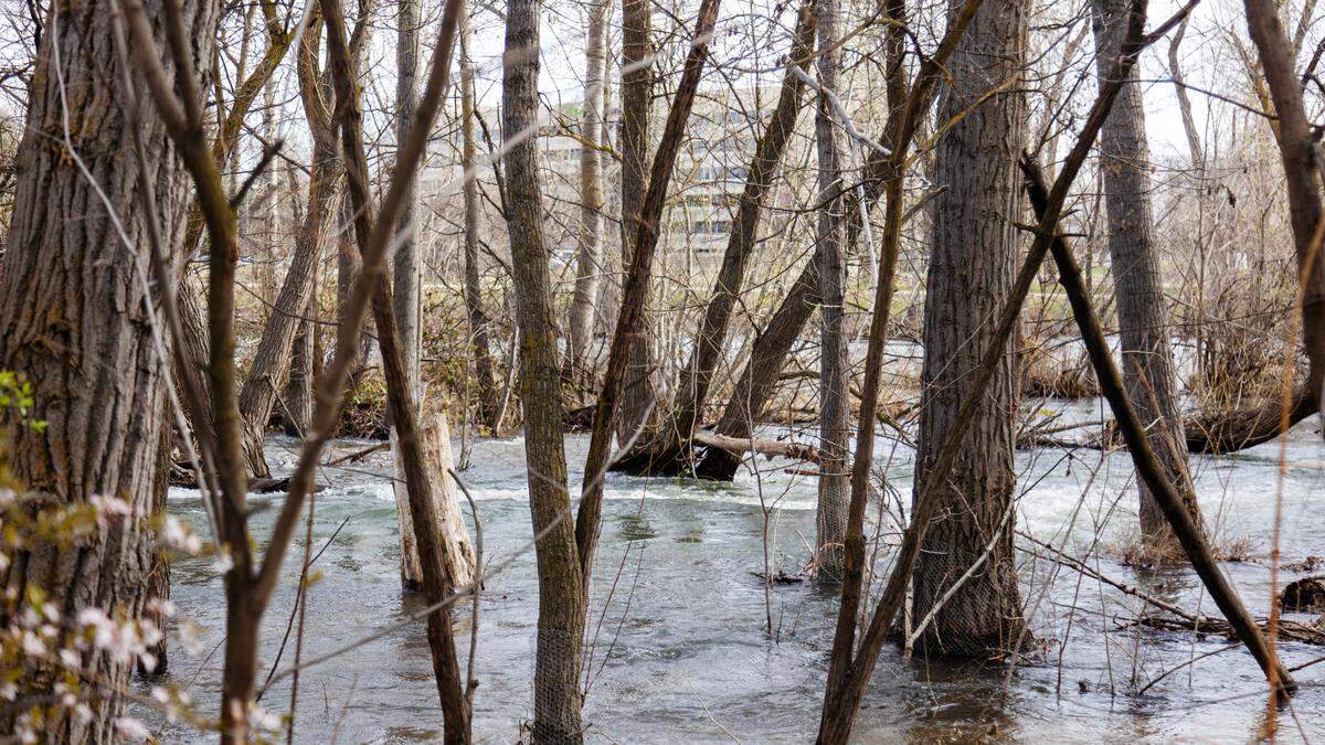High water on the Boise River flows between trees on the banks of the Greenbelt east of the Parkcenter bridge, Friday, April 21, 2023.