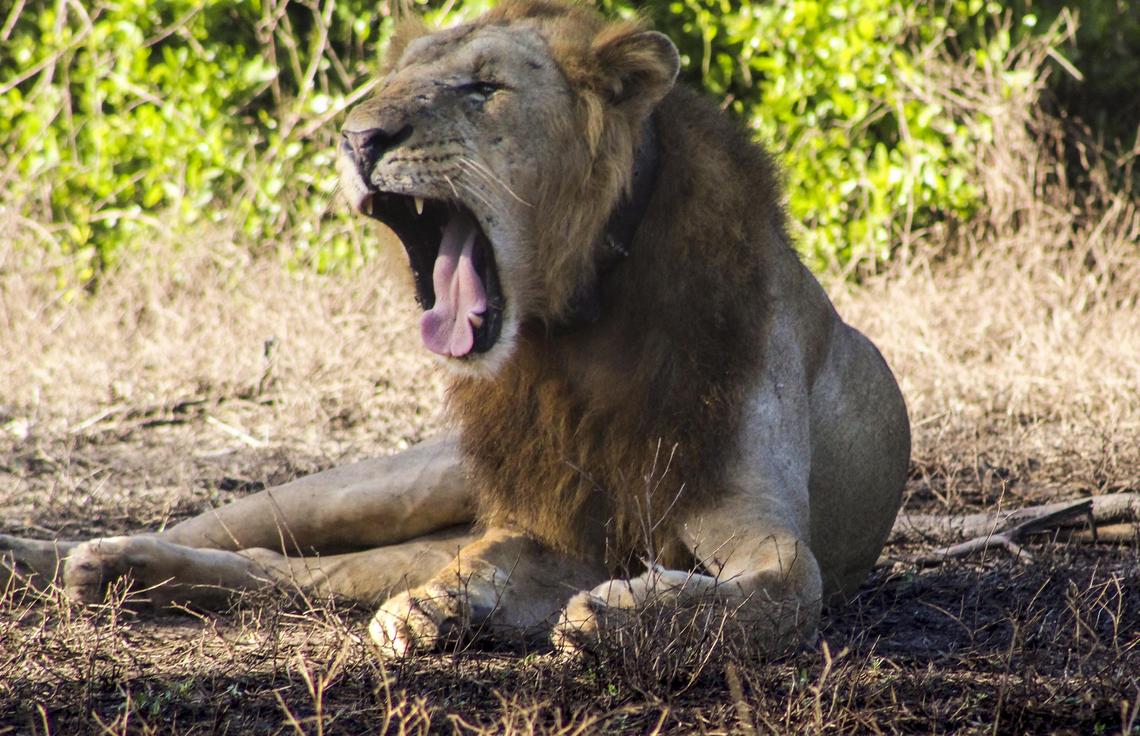 A male lion yawns in Gorongosa National Park in June. Lions have made a strong comeback with the population estimated at more than 100. Wildlife was decimated by soldiers and poachers during the 16-year civil war that ended in 1992.
