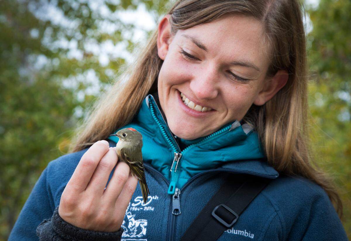 Heidi Ware Carlisle is the education director at Intermountain Bird Observatory. “I get to hold birds (and they’re cute). And do science at the same time.”