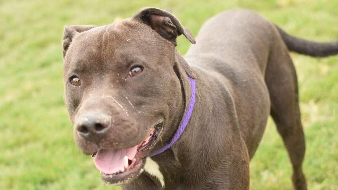 Canyon County Pet of the Week: Dudley