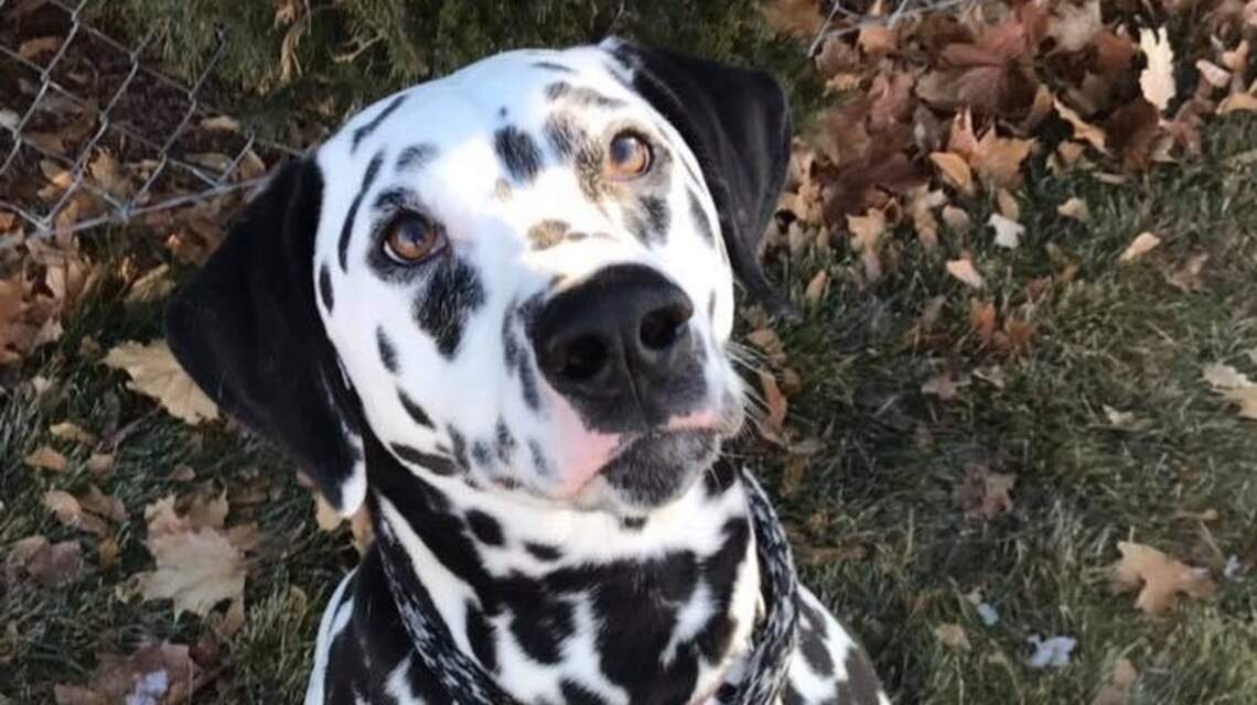 Meridian Pet of the Week: Thor
