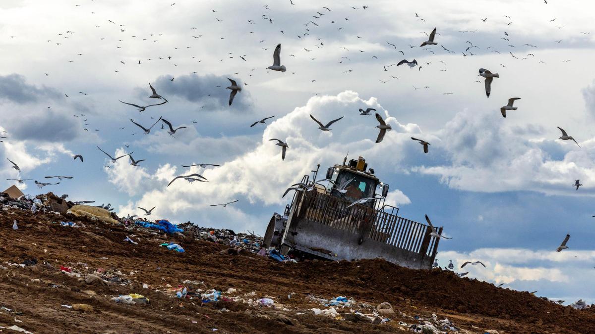 Seagulls swarm around a landfill compactor at the Ada County Landfill in February. Since June, the landfill has been working with a falconry company that uses hawks and falcons to scare the gulls away.