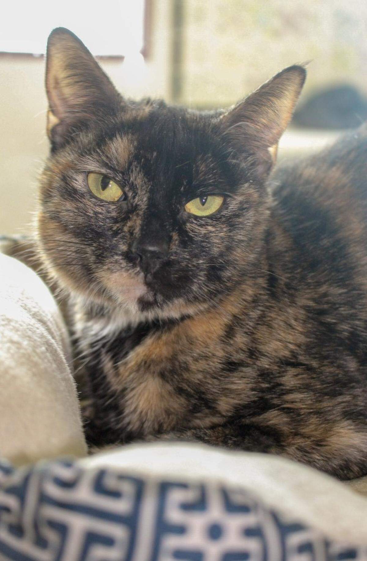 Mary is available for adoption at the Idaho Humane Society.