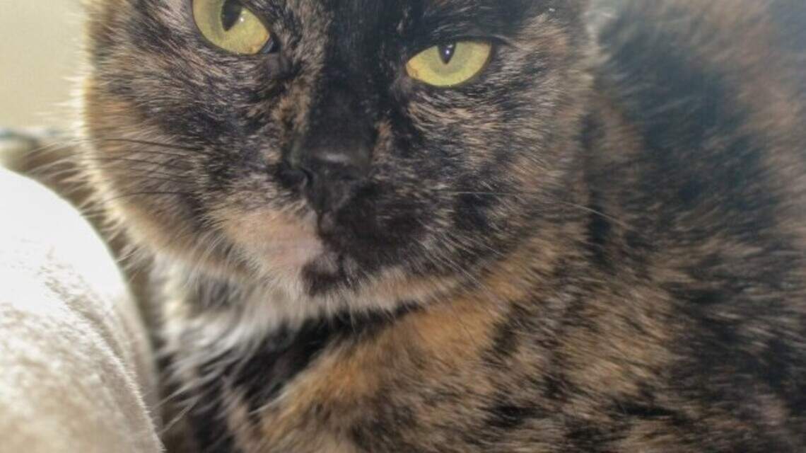 Meet the Treasure Valley Pets of the Week (March 17-22)