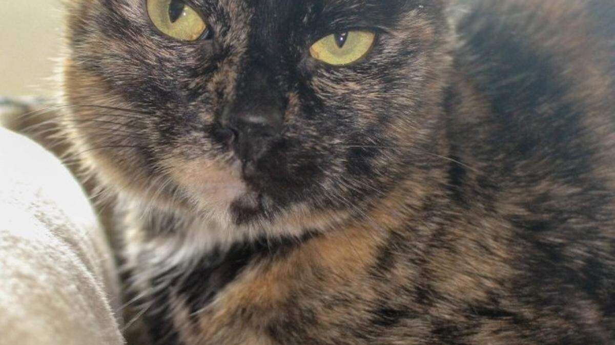Mary is available for adoption at the Idaho Humane Society.