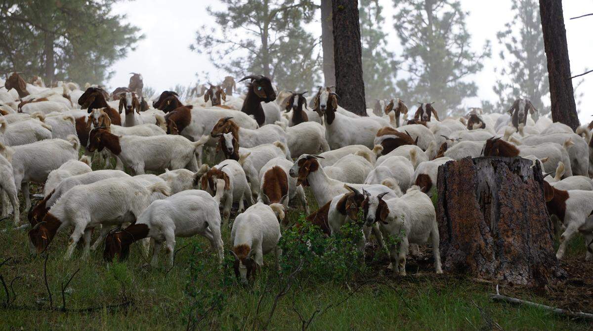 Silvies Valley Ranch raises meat goats with 2,600 on the ranch this spring. Most of the meat ends up in restaurants, including the dining areas at The Retreat.