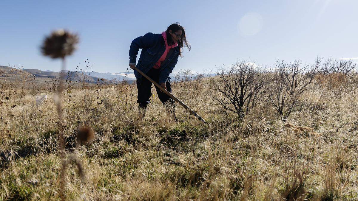 South Boise Women's Correctional Center resident Jane Tosland digs a hole to plant a sagebrush seedling at the burn site of the Plex Fire in Boise, Thursday, October. 16, 2025. The Sagebrush in Prisons Project teaches prison residents learn to care for and grow thousands of sagebrush plants that are used to rehabilitate areas affected by wildfires.