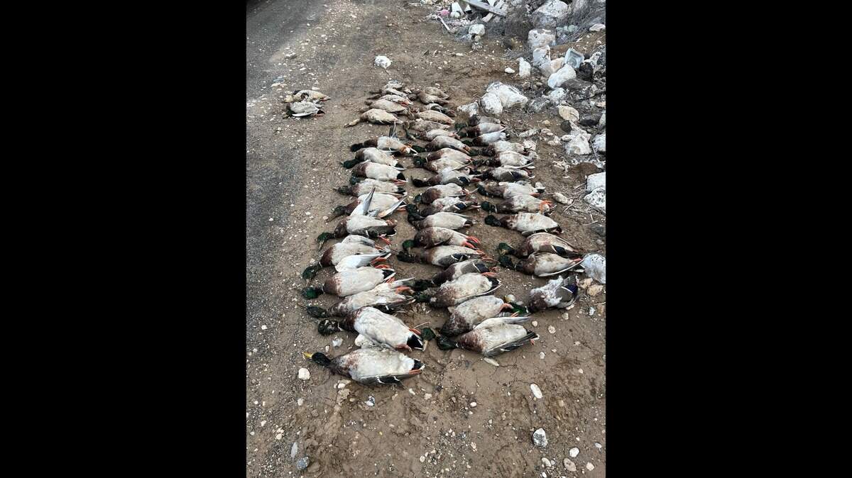 Idaho Department of Fish and Game officials are looking for information on dozens of poached mallard ducks, pictured here, that were shot and dumped outside Nampa late last month.