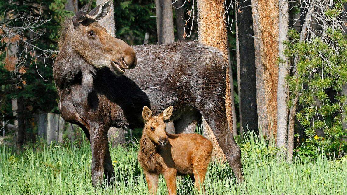 A moose with a calf nearby (not the ones pictured) trampled a runner on a Colorado trail, officials said.